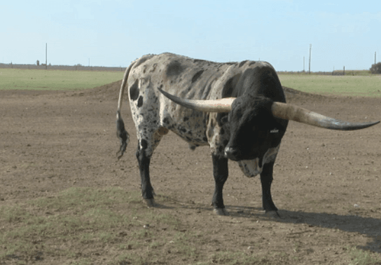 Image for story: Texas couple's longhorn nears world record for with over 7.5-foot horn span