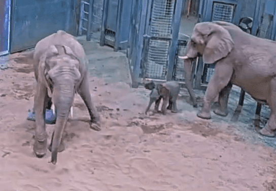 Image for story: CAUGHT ON CAMERA: Moment baby elephant is born at Fresno Chaffee Zoo