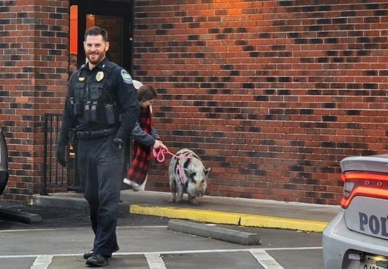 Image for story: Police capture escaped pig at Wendy's restaurant