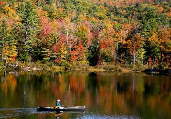 Image for story: PHOTOS: Leaf-watching season in full-swing 