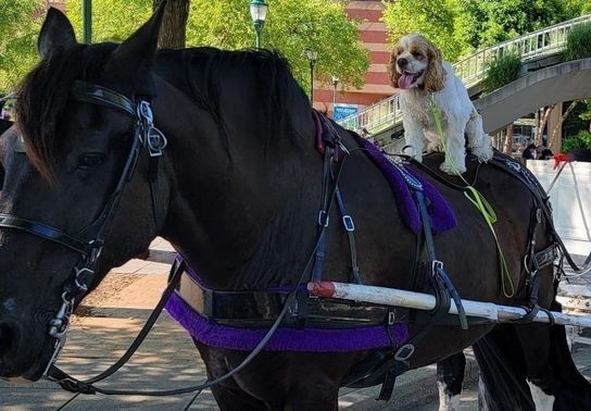 Image for story: Photo gallery: Meet Goose, the Tennessee carriage dog who loves to ride everything