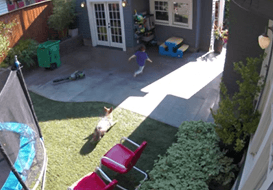 Image for story: Dad, there's a coyote! Girl escapes close encounter in backyard