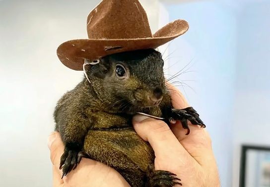 Image for story: Man who took in orphaned Peanut the squirrel speaks out after pets euthanized