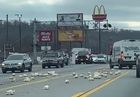 Image for story: Poultry pile-up caught on video: Dozens of chickens spill onto Chattanooga street