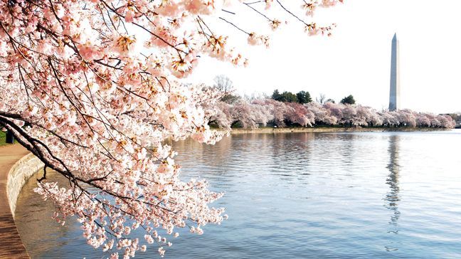 FILE — The cherry trees along the Tidal Basin during the Cherry Blossom Festival. (Bill Shurgarts)