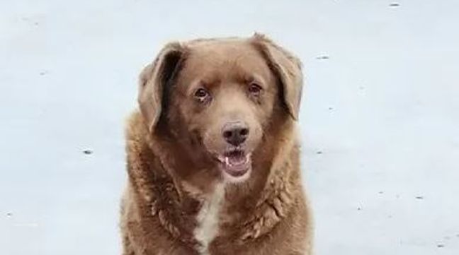 World's oldest living dog, Bobi (Credit: Guinness World Records)