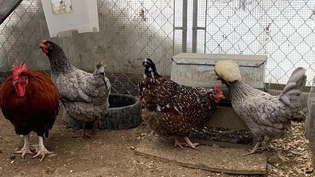 FILE - Goronson Farm Chickens (WGME)