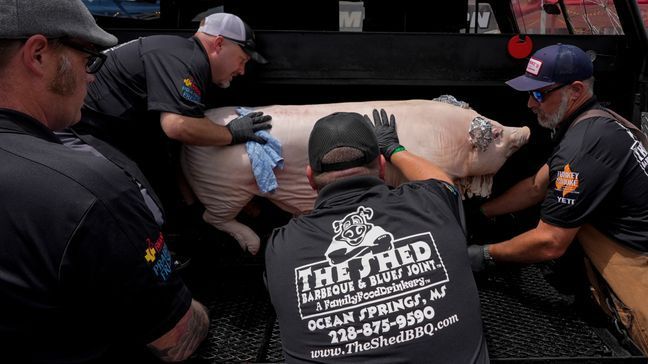 Shaun Stecklein, left, Jeff Fritz, Nick Ray and Buddy Aucoin, right, of The Shed BBQ and Blues Joint team load a whole hog into a cooker as they compete at the World Championship Barbecue Cooking Contest, Friday, May 17, 2024, in Memphis, Tenn. (AP Photo/George Walker IV)