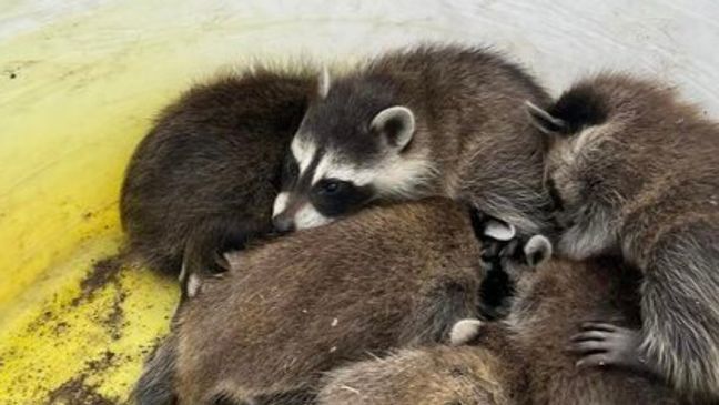 Authorities in Utah say eight baby raccoons were rescued from a construction site. (Photo: Morgan County Fire & EMS)