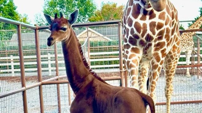 World's only spotless giraffe born at Tennessee zoo, public asked to help name her (Photo: Brights Zoo){&nbsp;}