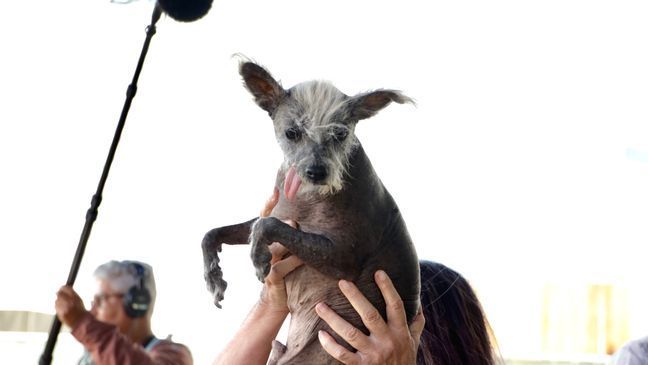 7-year-old Chinese Crested dog named Scooter wins "World's Ugliest Dog" contest (Photo: World's Ugliest Dog) 