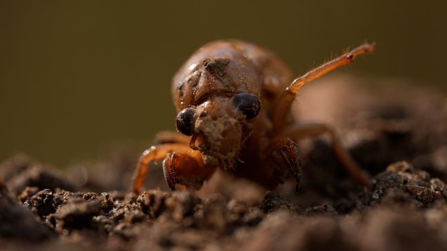 A periodical cicada nymph extends a limb in Macon, Ga., on Wednesday, March 27, 2024, after being found while digging holes for rosebushes. (AP Photo/Carolyn Kaster)