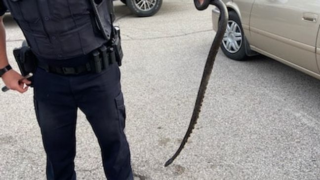 Police removed a snake from a woman's car after she felt it against her feet while she was driving. (Photo: Pacific Police Department)