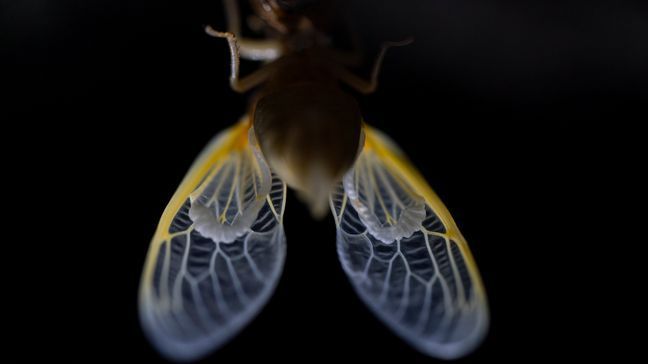 Translucent wing of an adult cicada just after shedding its nymphal skin early Wednesday, May 5, 2021, on the University of Maryland campus in College Park, Md. (AP Photo/Carolyn Kaster)