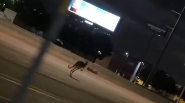 Kangaroo jumping down eastbound I-40 near Coulter Street in Amarillo, Texas, on June 8, 2024. (Credit: Jacob Brown)