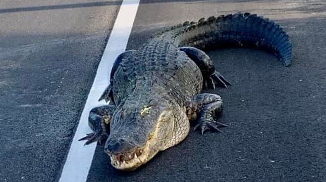 An 11-foot alligator wandered into traffic along Highway 417 in Lake Jesup on April 27, 2022. (Photo: Seminole County Sheriff's Office)