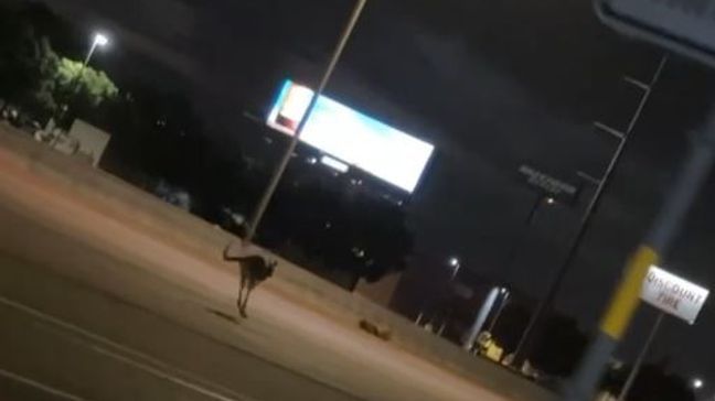 Kangaroo jumping down eastbound I-40 near Coulter Street in Amarillo, Texas, on June 8, 2024. (Credit: Jacob Brown)