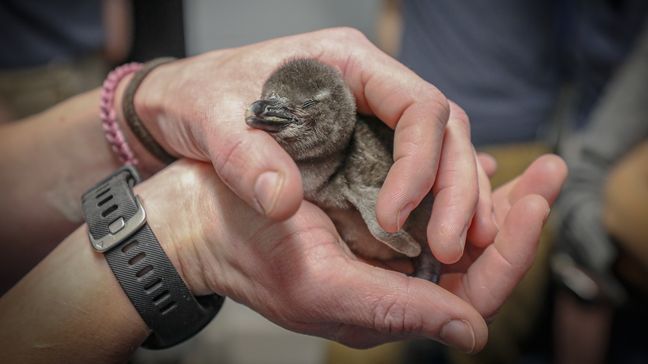 VIDEO: African penguin chick -- now full grown -- makes debut at New England Aquarium (Photo: New England Aquarium){&nbsp;}