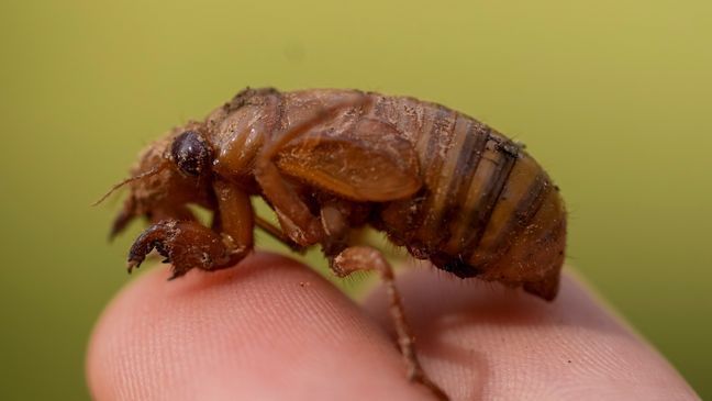 A periodical cicada nymph is held in Macon, Ga., Wednesday, March 27, 2024. This periodical cicada nymph was found while digging holes for rosebushes. Trillions of cicadas are about to emerge in numbers not seen in decades and possibly centuries.(AP Photo/Carolyn Kaster)