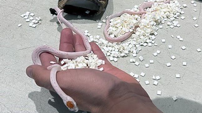 The Transportation Security Administration said on April 26, officers detected something unusual from a passenger's pants. After further investigation, two small white snakes were found inside a small camouflage bag. (TSA)  