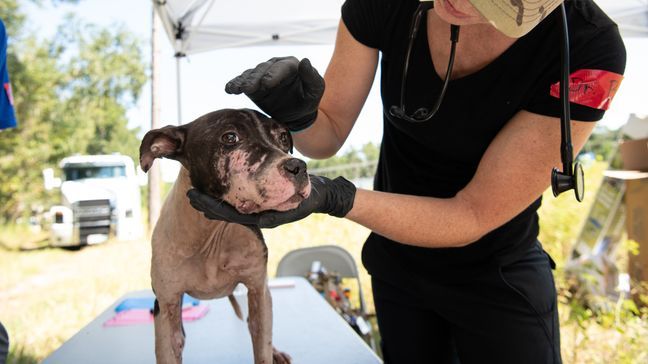 The Humane Society of the United States assists federal authorities in rescuing dogs from an alleged dogfighting operation throughout multiple properties in South Carolina. Photo by Meredith Lee/The HSUS