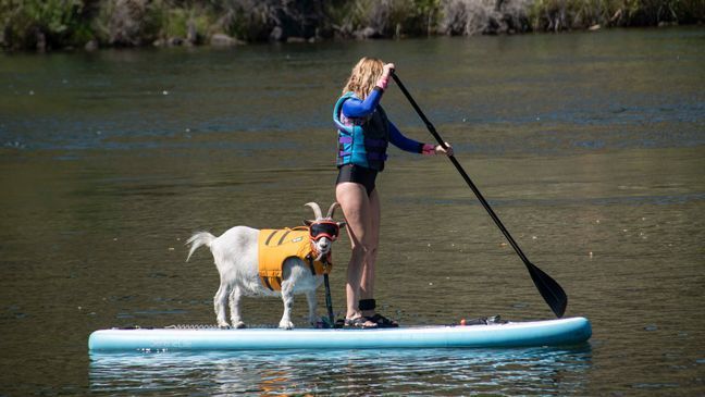 Mr. Mayhem, the paddle boarding goat. (Photos by CBS 2 news staff)