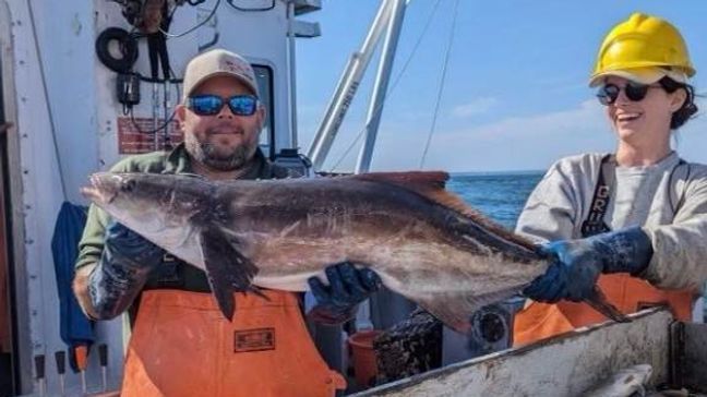 The crew also caught a cobia, which the agency described as a large predatory fish. This type of fish has the potential to grow to more 6 feet long and weight at least 150 pounds. (Photo: Connecticut Fish and Wildlife)