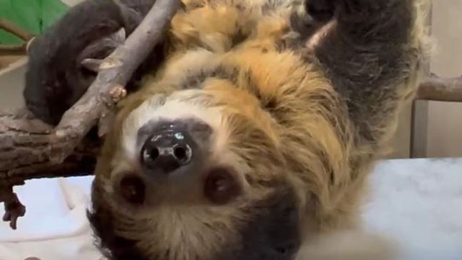 Lightning the sloth (Photo: Cincinnati Zoo)