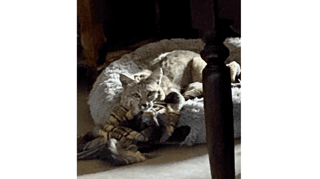 Photos: Bobcat snuggles up in dog's bed after attacking dog (Photo: Arizona Game & Fish Department)