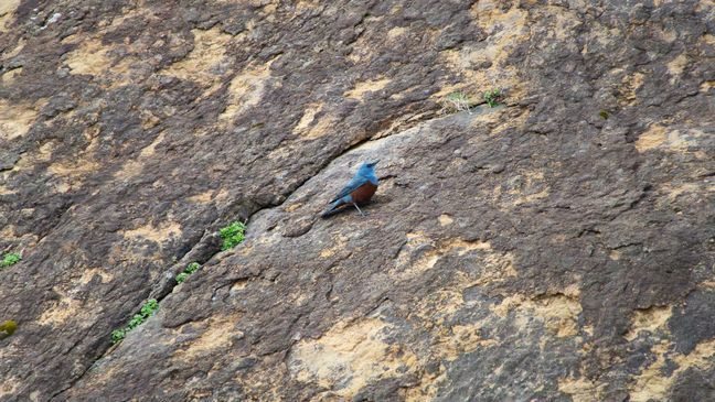 This photo of a bluebird, captured on rocks around the shore of Hug Point at Cannon Beach, Oregon, may be part of the first official sighting of the Blue Rock Thrush in the U.S. (Photo courtesy of Michael Sanchez)