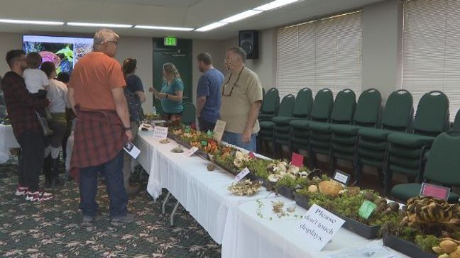 Mushrooms at the 2023 Yakima Valley Mushroom Society show on Sunday, Oct. 22, 2023. (KIMA)