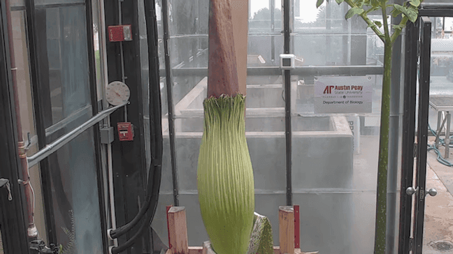 Zeus the corpse flower sits at Austin Peay  State University in Tennessee. (Photo: Austin Peay State University){p}{/p}