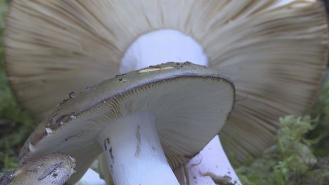 Mushrooms at the 2023 Yakima Valley Mushroom Society show on Sunday, Oct. 22, 2023. (KIMA)