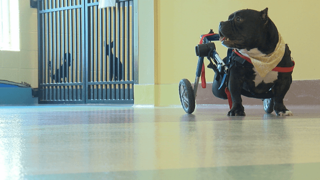 Dog in wheelchair searching for forever home (Photo: WACH){p}{/p}