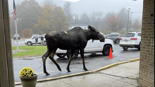 A moose paid a visit to Naquag Elementary in Rutland, Mass., on Monday morning, Oct. 30, 2023. (Photo by Christine Riggieri)