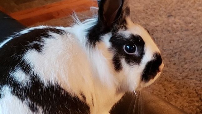 Image of KOMO's Theron Zahn's pet rabbit Ricochet. (Photo: KOMO News)