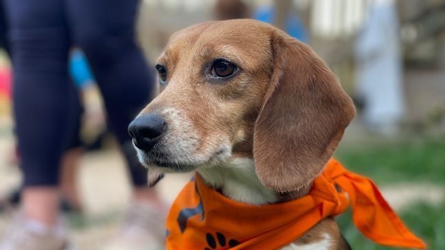 FILE - Dozens of beagles saved from a breeding facility are now safe and sound and arrived at the Homeward Trails Animal Rescue in Northern Virginia on July 21, 2022. (Roger Rodriguez/7News)