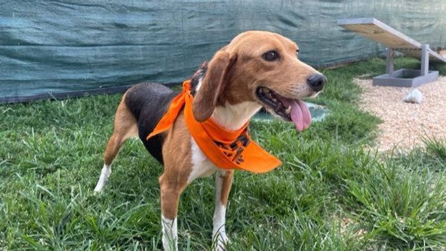 FILE - Dozens of beagles saved from a breeding facility are now safe and sound and arrived at the Homeward Trails Animal Rescue in Northern Virginia on July 21, 2022. (Roger Rodriguez/7News)