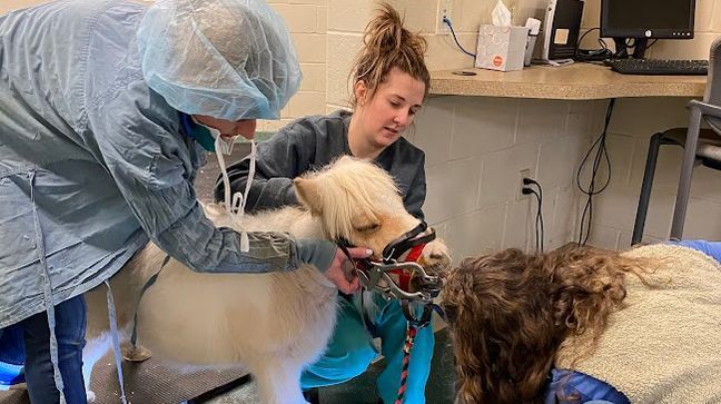 Rescued Massachusetts miniature horse a Cadbury Bunny contender (Photo courtesy of Lifting Spirits Miniature Therapy Horses)