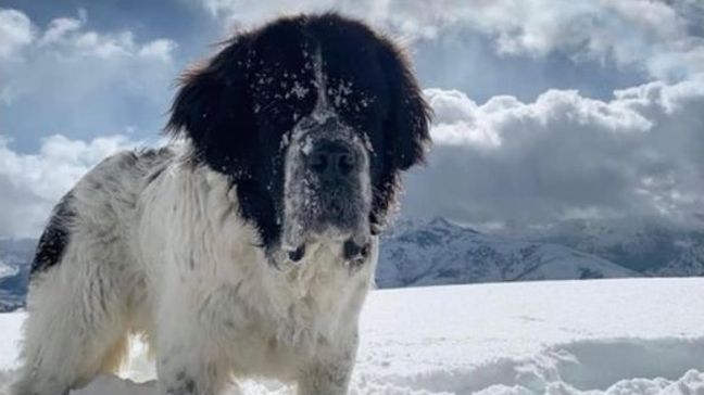 A dog who passed away from cancer was given a final moment to lay in some snow on Sept. 27, 2021. (Photo courtesy of Salt Lake County Parks & Recreation)