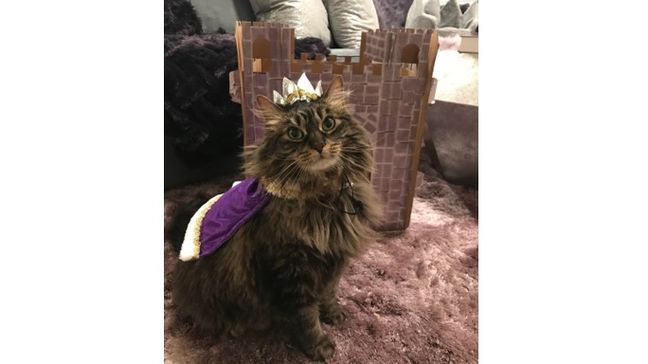 Lauren Cardinale, of Rhode Island, said she always has fun choosing the purr-fect outfit for her beloved cat, Gianni, who is a Maine coon. (Photo courtesy of Lauren Cardinale)