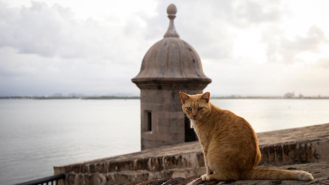 FILE - A stray cat sits on a wall in Old San Juan, Puerto Rico, Wednesday, Nov. 2, 2022. (AP Photo/Alejandro Granadillo, File)