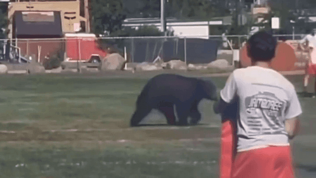 A black bear runs through football practice in Truckee. (Courtesy: Truckee High School)