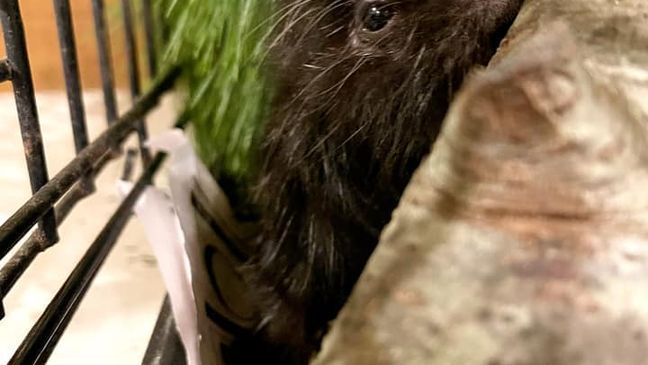 Doctors thought a porcupine named Betty White, who was recovering from health issues at the Saco River Wildlife Center in Limington, might have had a tumor. But it turned out she was pregnant with an adorable porcupette. (Saco River Wildlife Center)