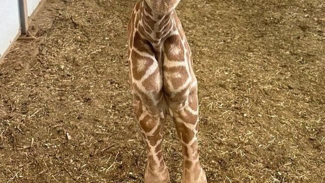 A giraffe calf, born on March 19, 2023 at Omaha's Henry Doorly Zoo & Aquarium, poses for a picture. (Omaha's Henry Doorly Zoo & Aquarium)