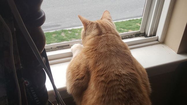 "Tiger wants to go outside" -{&nbsp;}Betty Mccann in Havre de Grace, Maryland