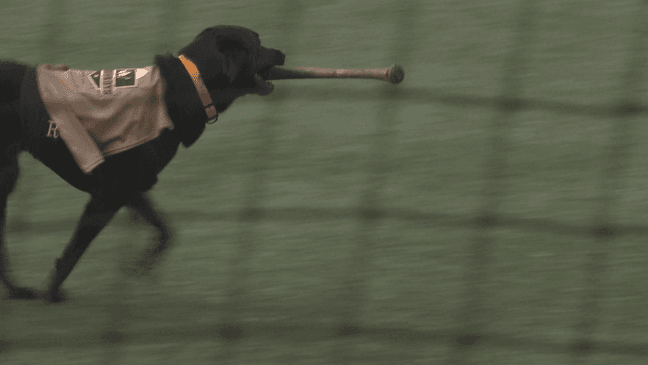 Rocky the bat dog fetching a bat (WCYB Photo)