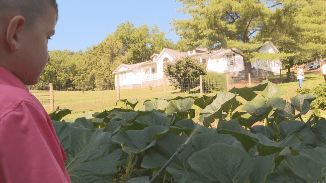 Giant pumpkins from Southwest Virginia headed to Dollywood (WCYB)