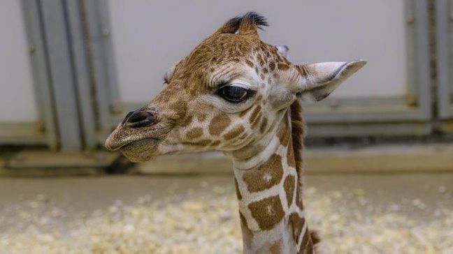 Oh, baby! Zoo in Nebraska welcomes female giraffe calf (Photo: Henry Doorly Zoo and Aquarium) 