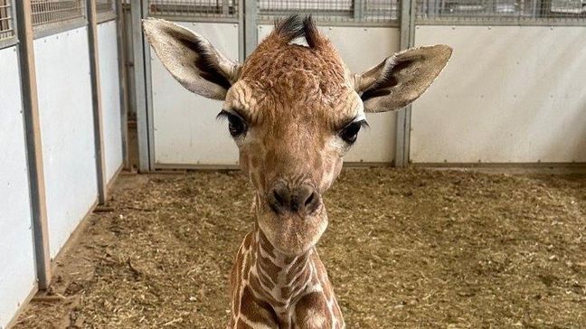 Oh, baby! Zoo in Nebraska welcomes female giraffe calf (Photo: Henry Doorly Zoo and Aquarium) 